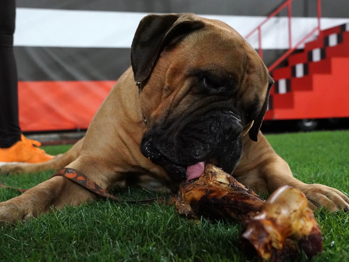 Cleveland Browns hold funeral for mascot Swagger