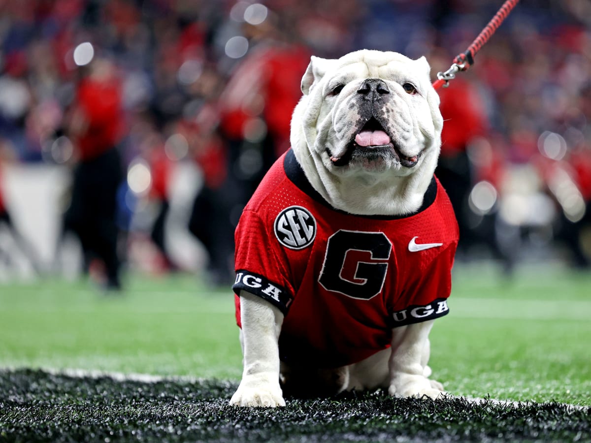 Georgia collars new Uga mascot - ESPN