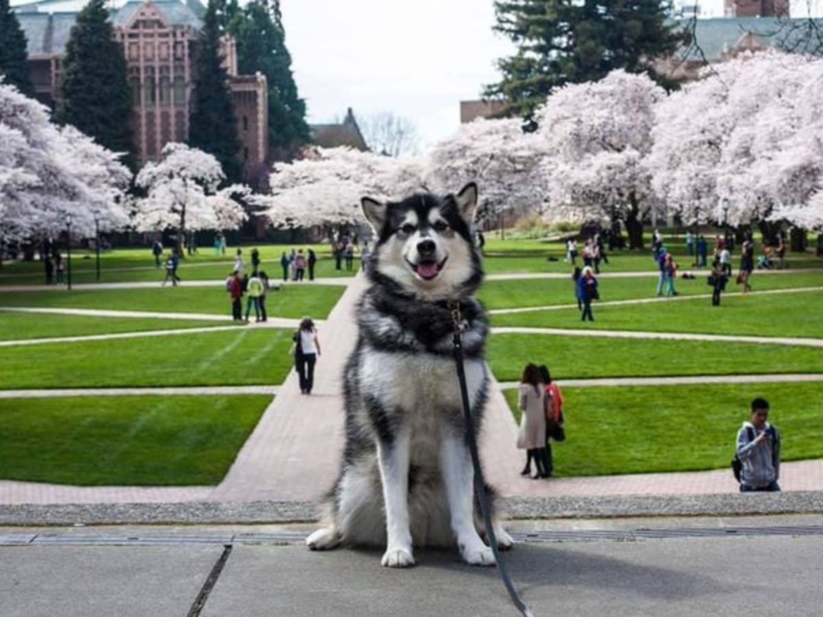 Football  2023 Husky Pass - University of Washington Athletics