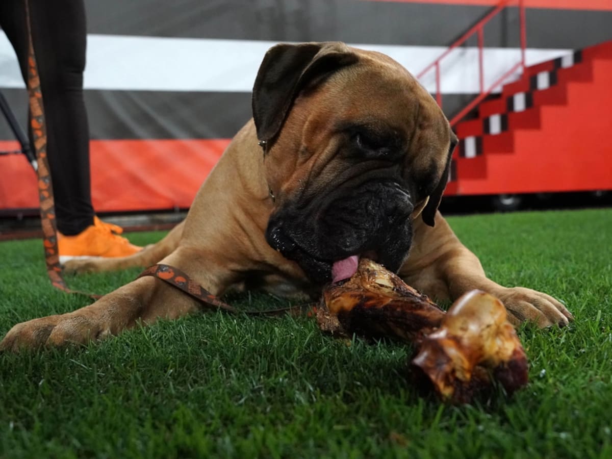 Browns seek fan submissions for potential new Dog logo