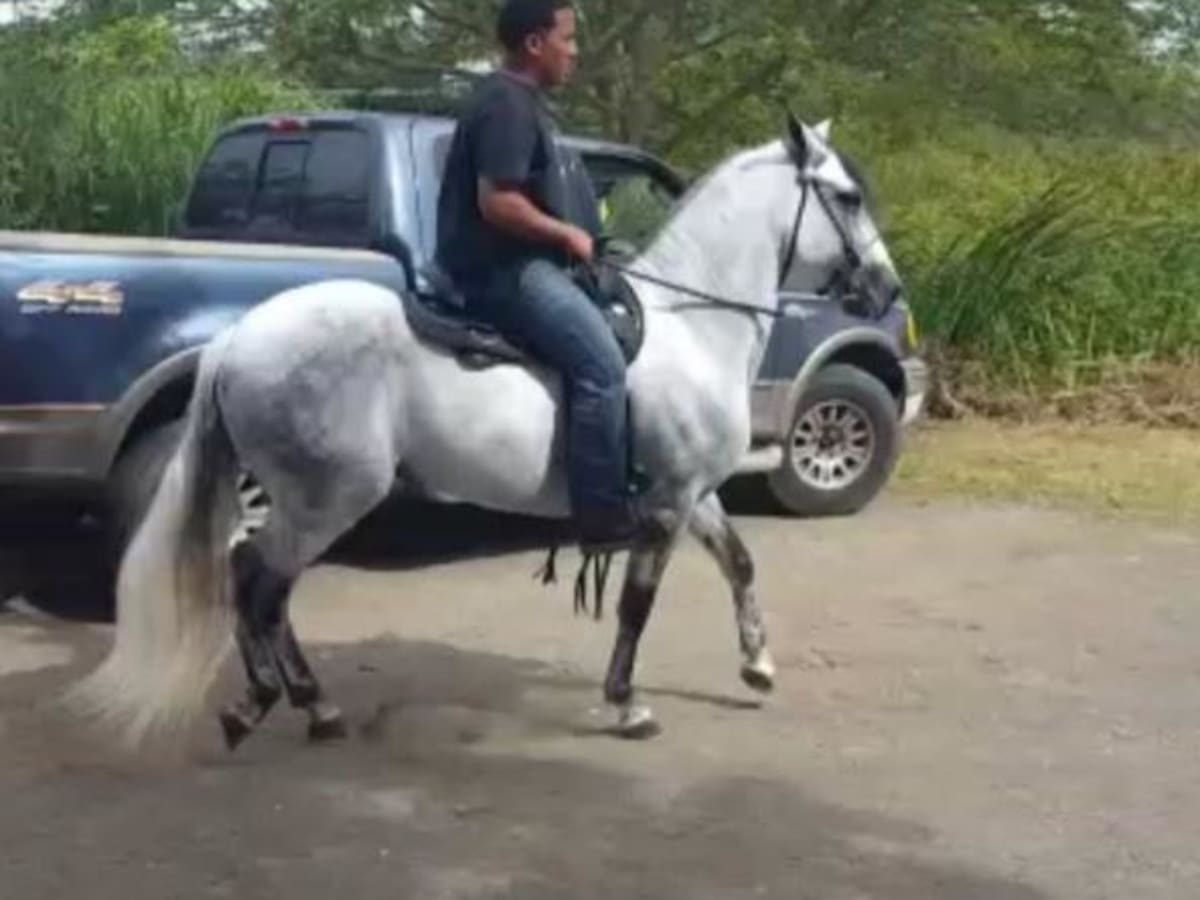 Giants' Johnny Cueto posts horse video on Instagram - Sports Illustrated