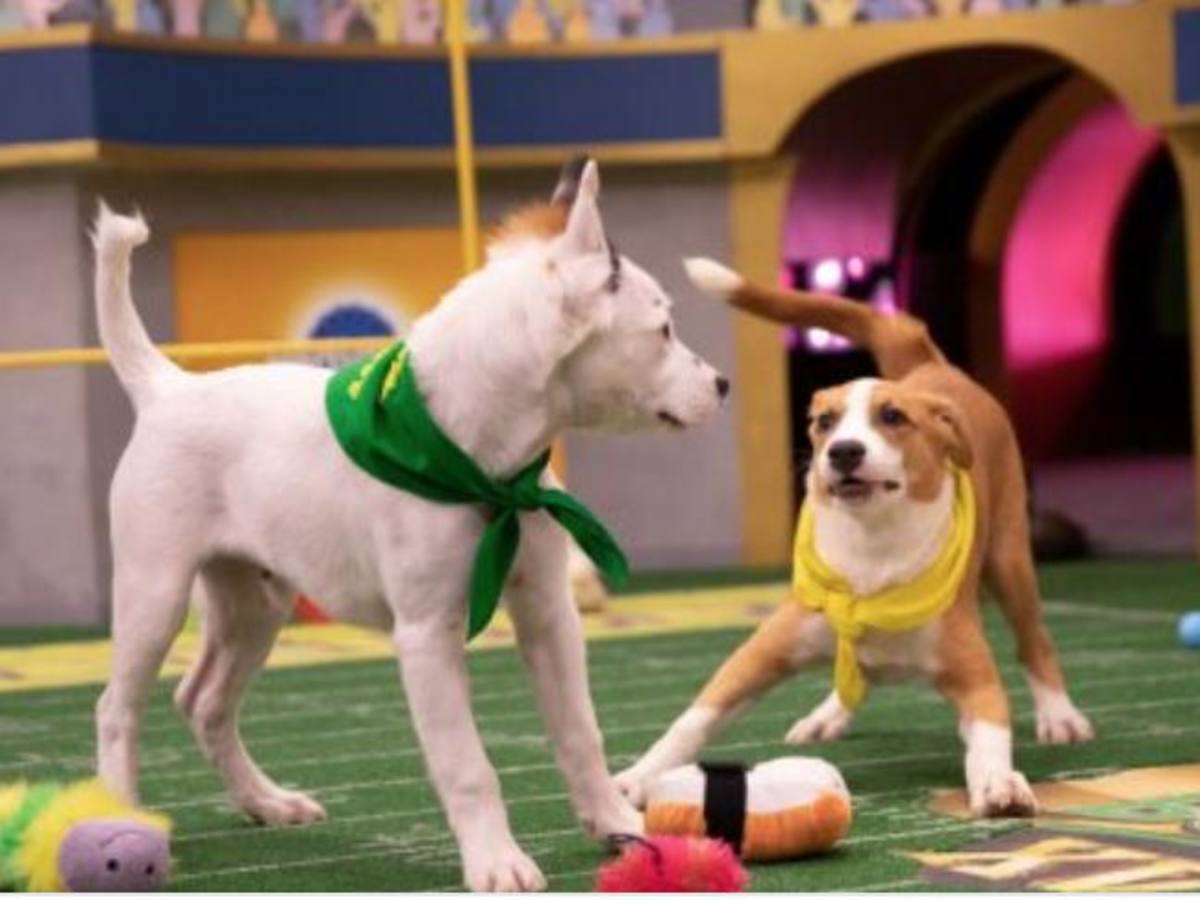 Puppy bowl best sale 2019 what time