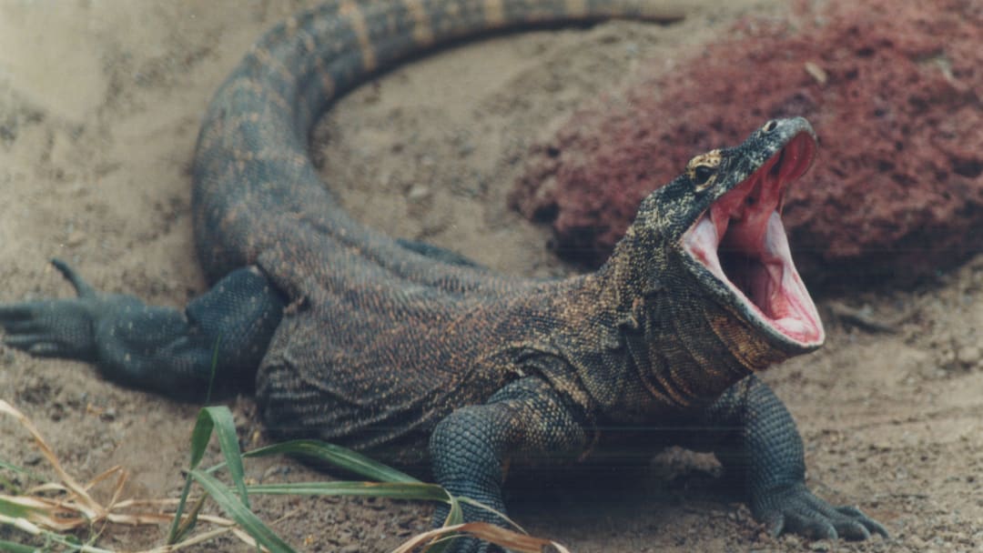 UAB's Athletic Director Discussed Getting a Komodo Dragon for Their Stadium