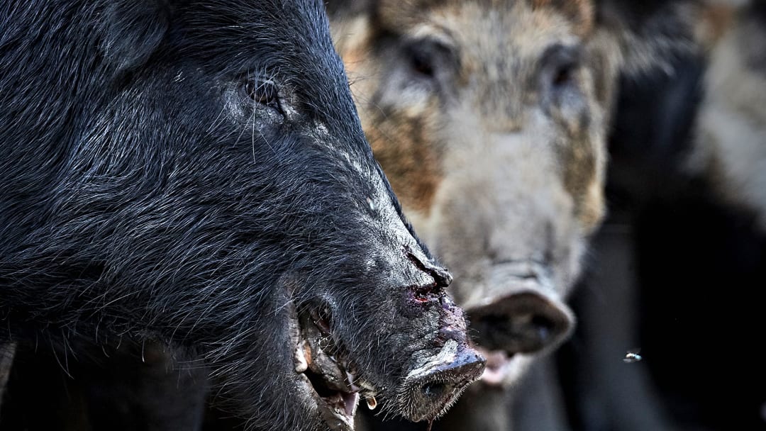 Swine Country: How Feral Pigs Took Over the U.S.
