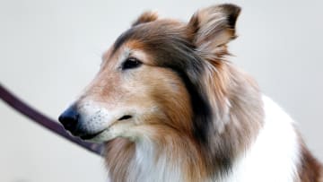 Texas A&M Mascot Reveille V Passes Away At Age 12