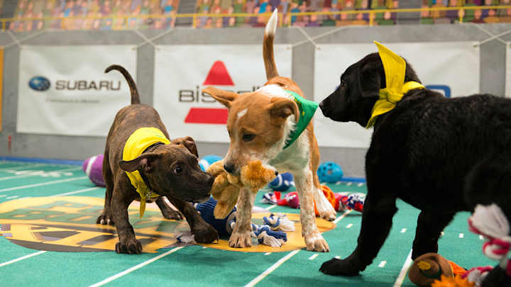 Puppy Bowl XIII: behind the scenes