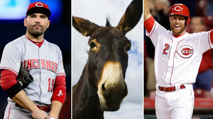 Joey Votto will buy Zack Cozart a donkey if he makes the All-Star team