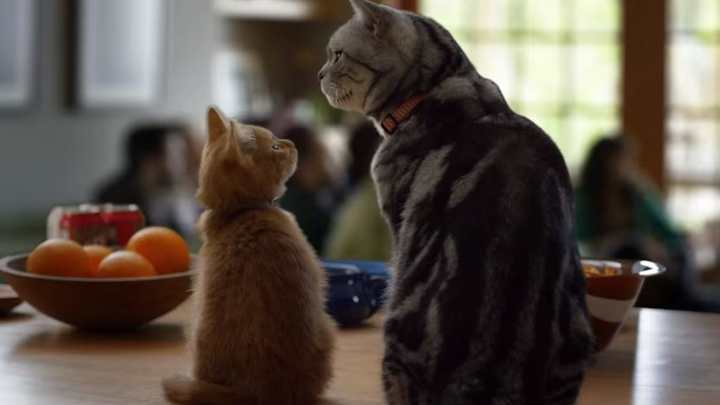 BuzzFeed, Friskies team up for cat-themed Super Bowl ad