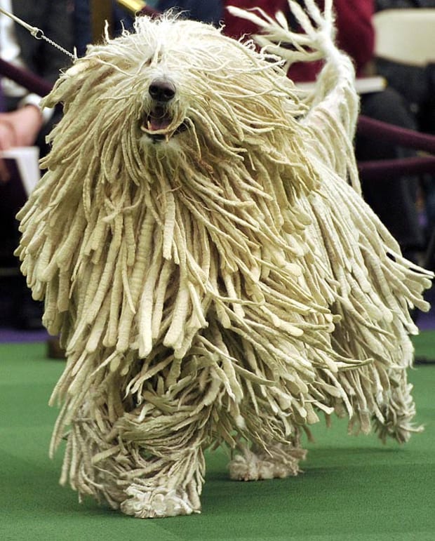 are bananas good for the komondor