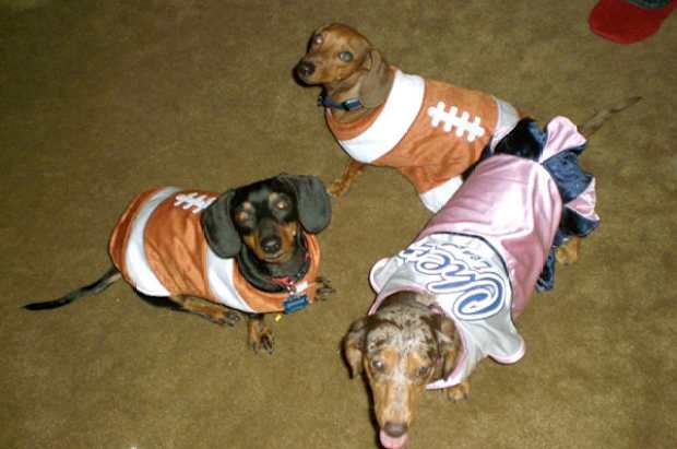 Hot Clicks: Dogs in Halloween Costumes - Sports Illustrated