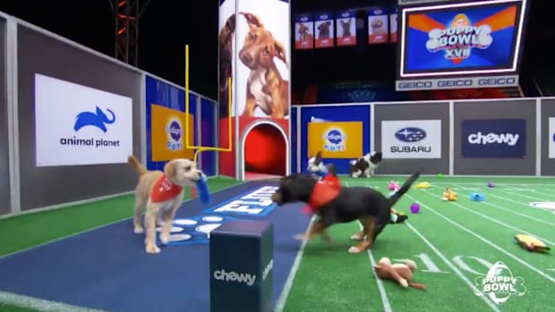 stream the puppy bowl 2021