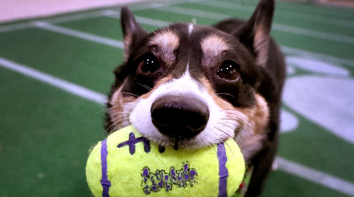 Puppy store bowl sunday