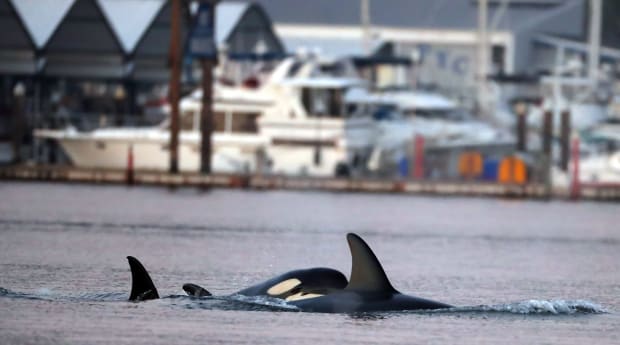 Orcas’ Attack on Ocean Race Team’s Boat Captured on Video