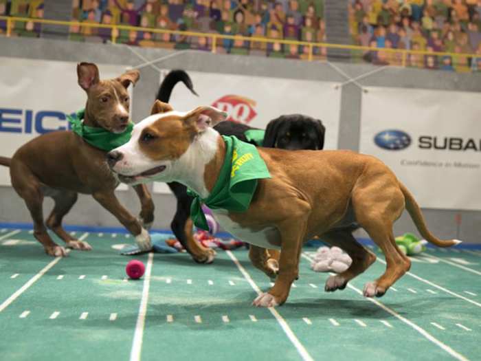 Puppy Bowl matchups Super Bowl Sunday - Sports Illustrated