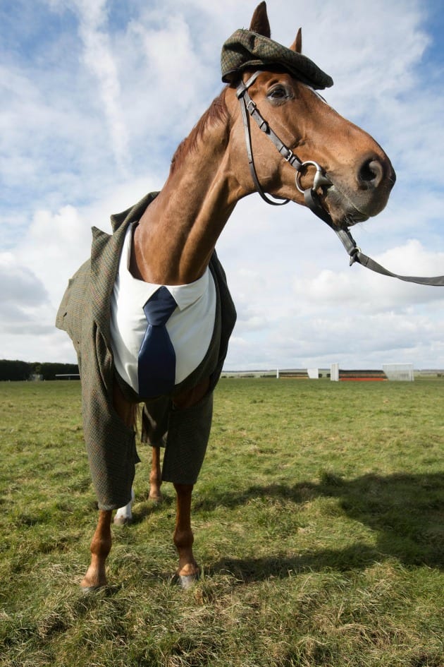 Cheltenham festival: Harris Tweed makes suit for horse - Sports Illustrated