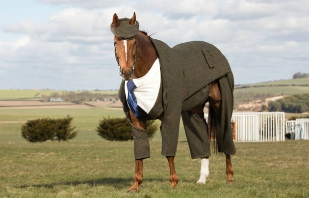 horse wearing a shirt