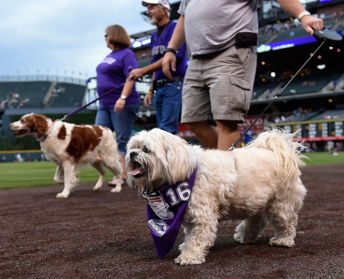 Bark in the Park Ballpark Dogs Sports Illustrated