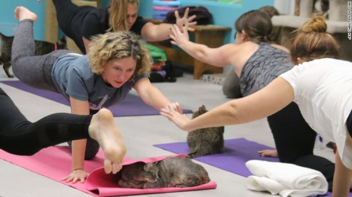 Hot Clicks Gemma Vance Photos Cat Yoga Is Now A Thing Sports