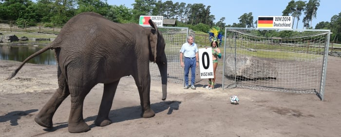 nelly peekaboo elephant