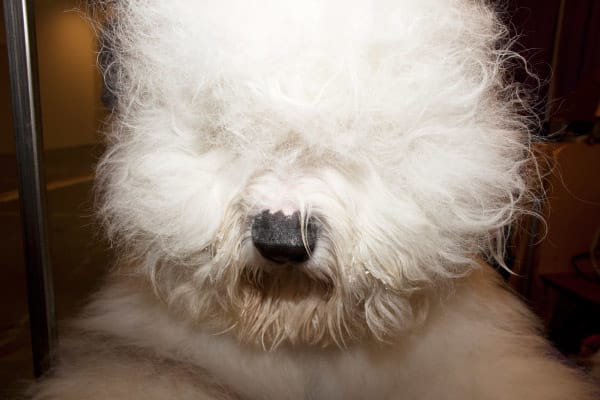 The Old English Sheepdog That Won The Crowd At Westminster Kennel Club 