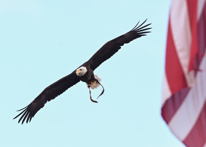 Sept. 09, 2022; Auburn, AL, USA; Indy flies before Football vs Mercer Todd Van Emst/AU Athletics