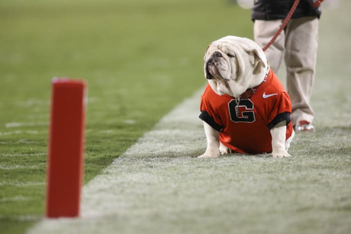 Nov 15, 2014; Athens, GA, USA; Georgia mascot UGA IX is shown on the field during their win over the Auburn Tigers at Sanford Stadium. Georgia won 34-7. Mandatory Credit: Jason Getz-USA TODAY Sports