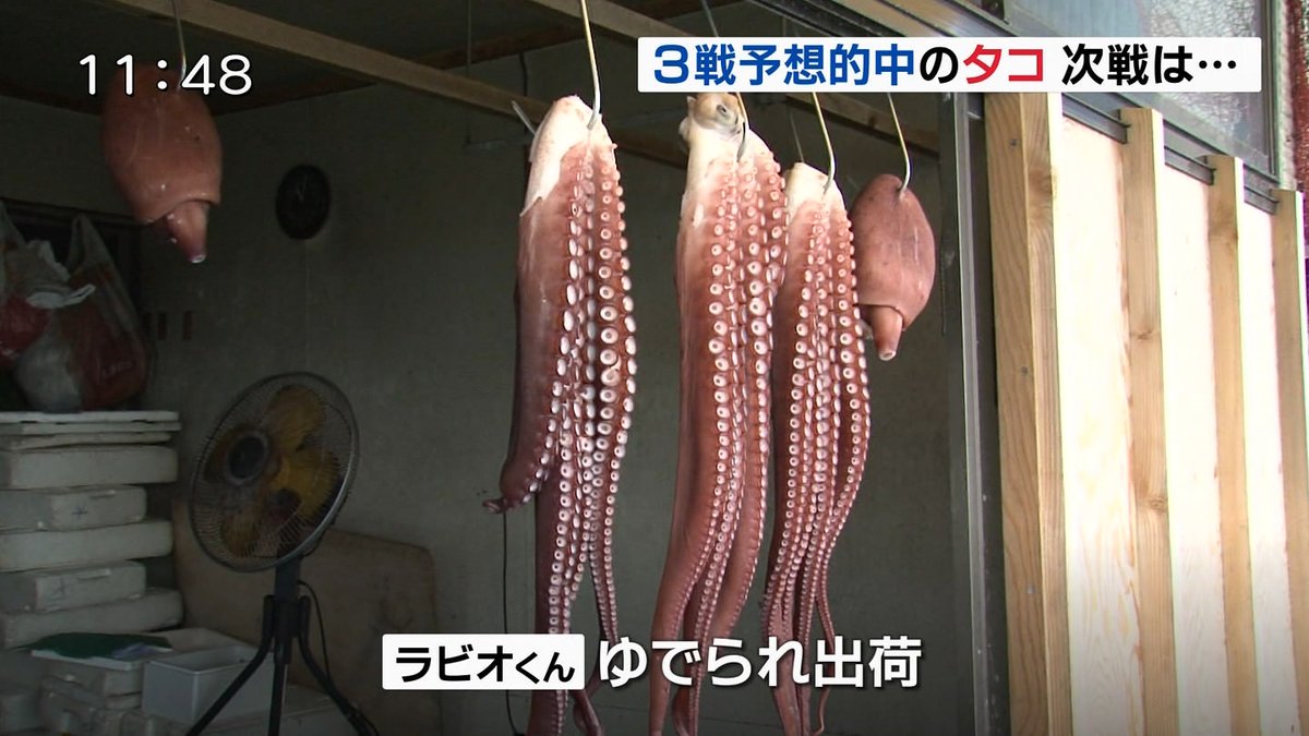 ‘Psychic’ Octopus That Correctly Predicted Japan's World Cup Results Is ...