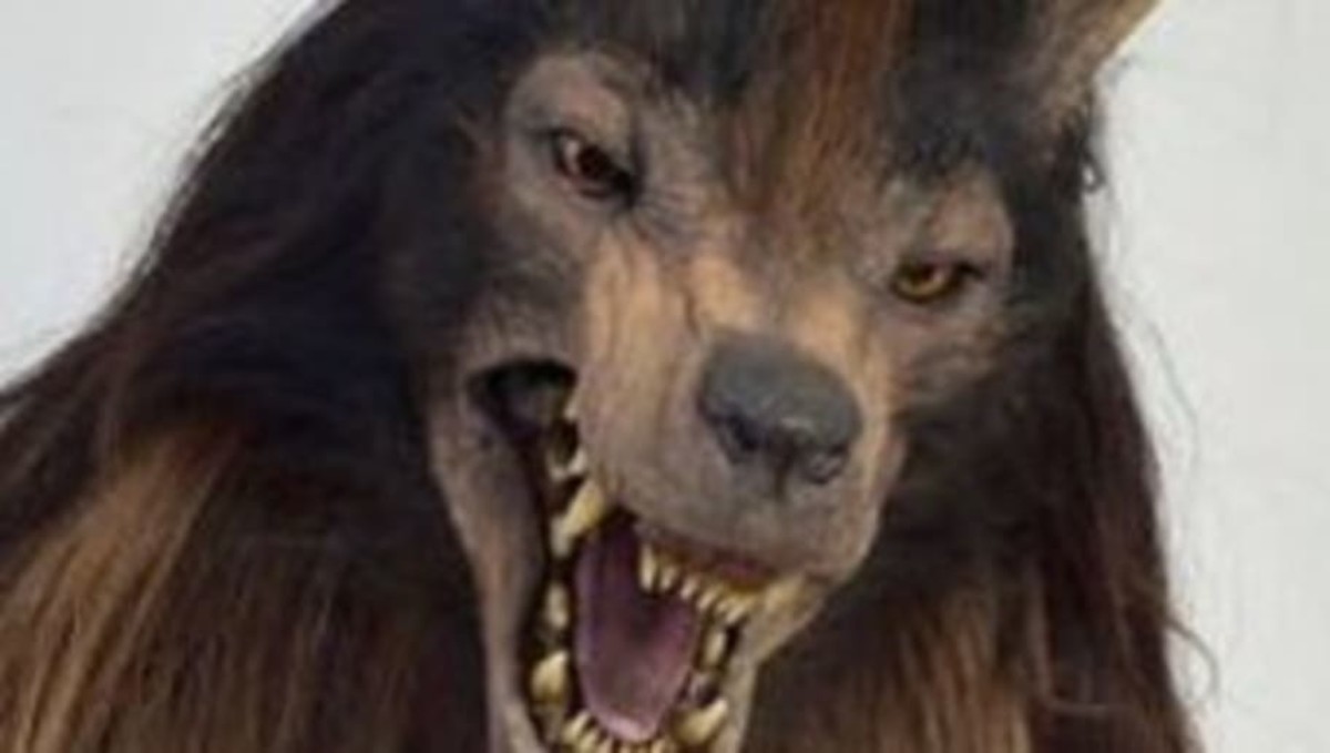 INSÓLITO | Lobos BUAP presenta nueva mascota y en vez de animar...¡da  miedo! - Sports Illustrated