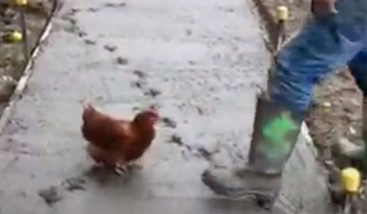 Hot Clicks: Lawless chicken interrupts work flow of concrete workers ...