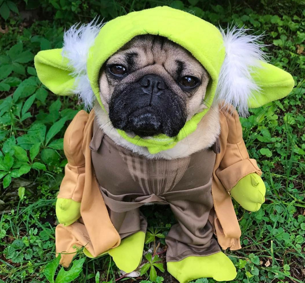 Star Wars Pets Wars star costumes pet pets shesaved dog