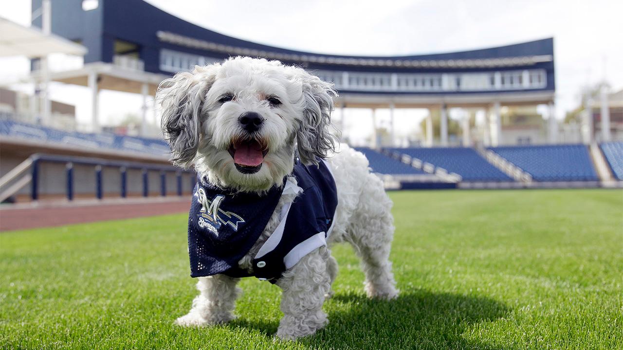 Hank the Dog: Is Brewers' mascot dead or alive? - Sports Illustrated