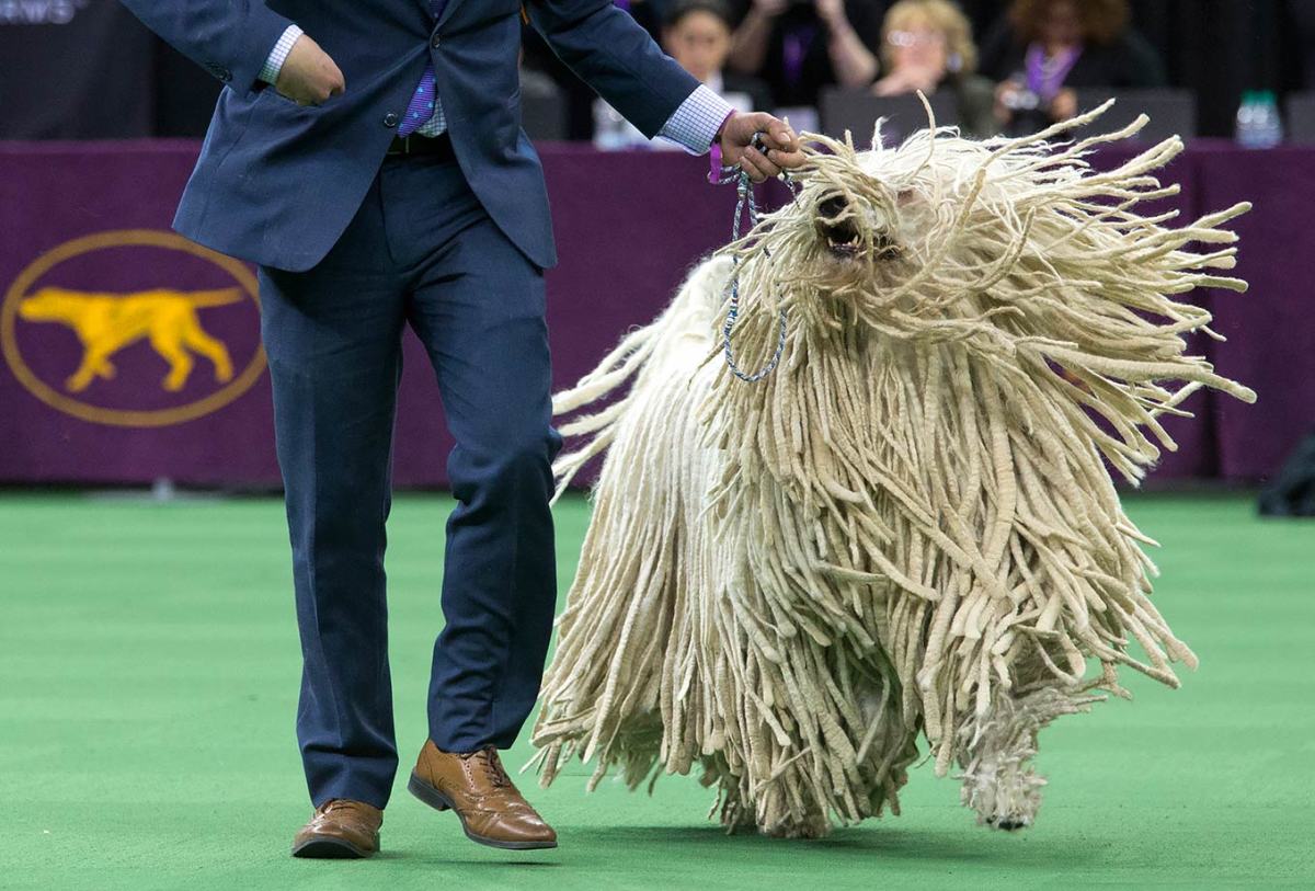 2016-0216-komondor-dog.jpg