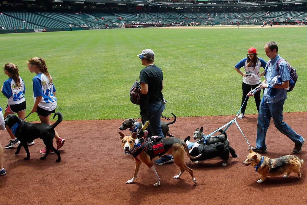 Dogs walk on the warning track at Citi Field during Bark at the Park  before a baseball game between the New York Mets and the San Diego Padres  on Tuesday, April 11