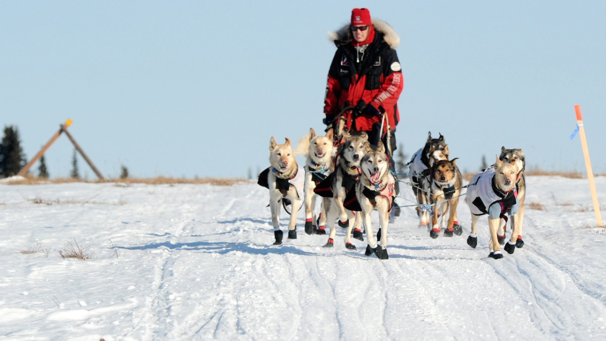 Iditarod 2015: Aliy Zirkle's sled-dog ideology - Sports Illustrated