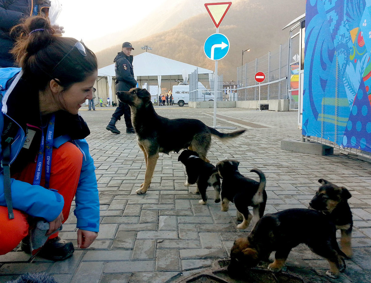 sochi-olympics-stray-dogs-469766615.jpg