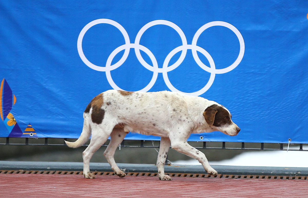 sochi-olympics-stray-dogs-466082691.jpg