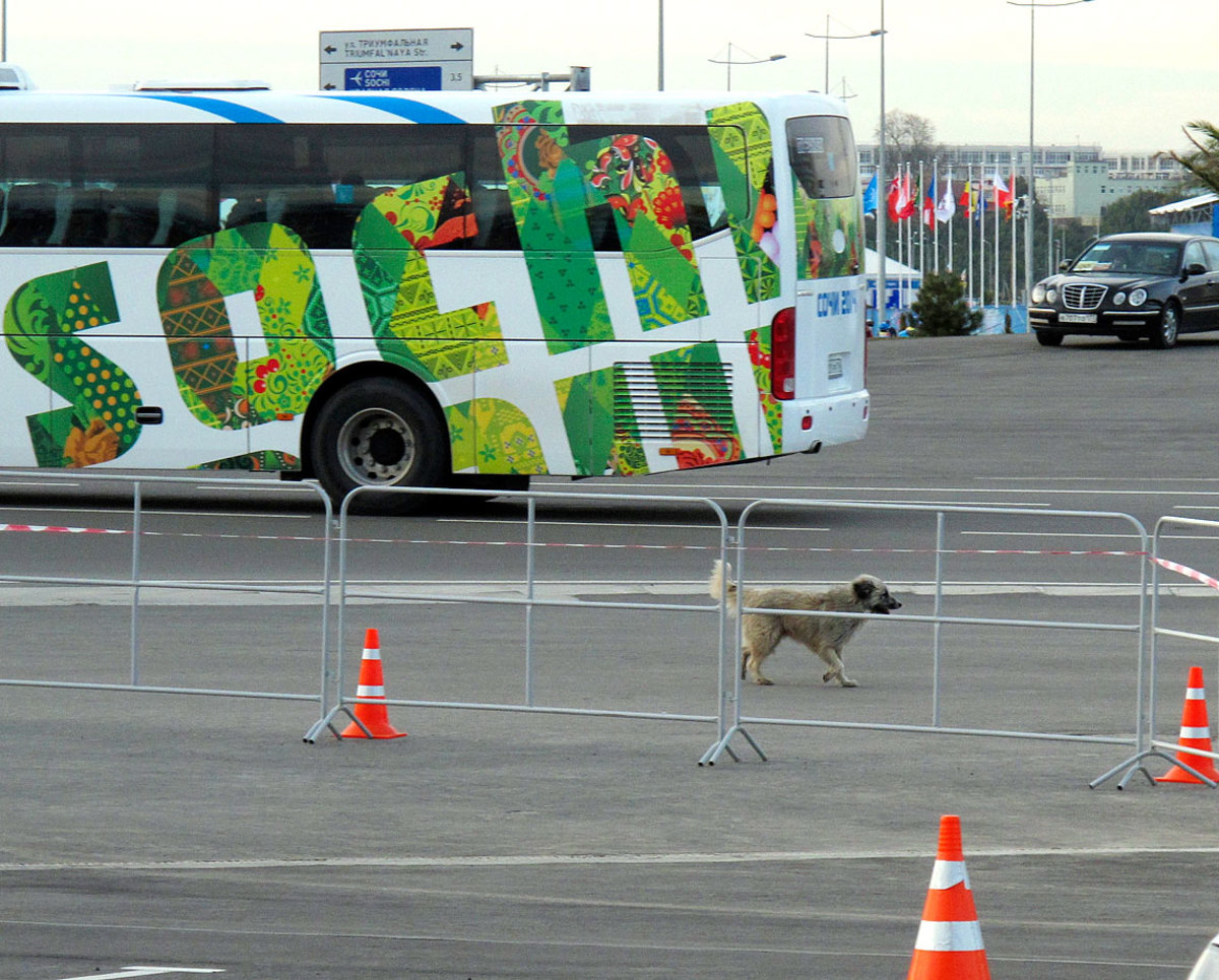 sochi-olympics-stray-dogs-craig-neff(6).jpg
