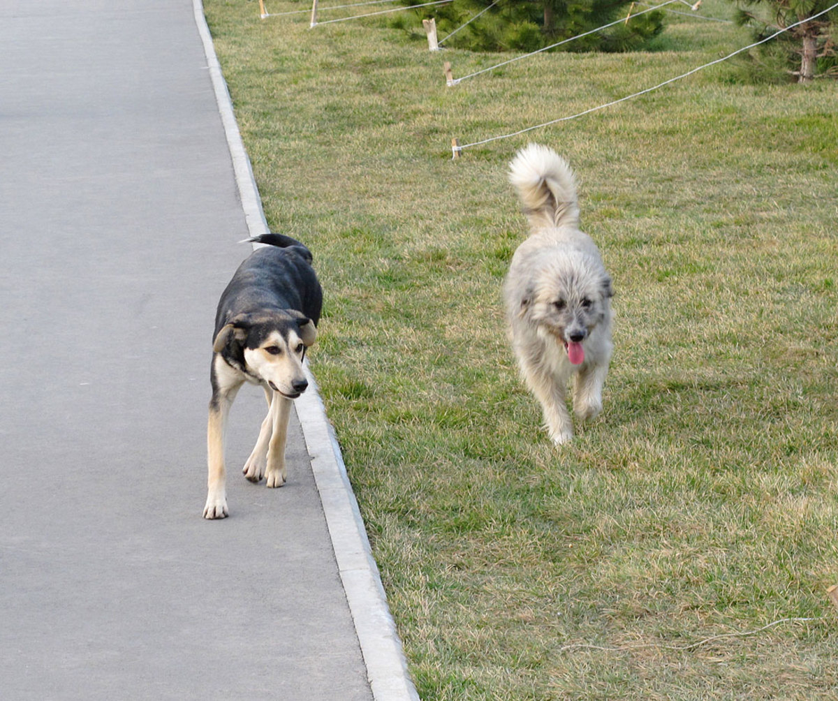 sochi-olympics-stray-dogs-craig-neff(3).jpg
