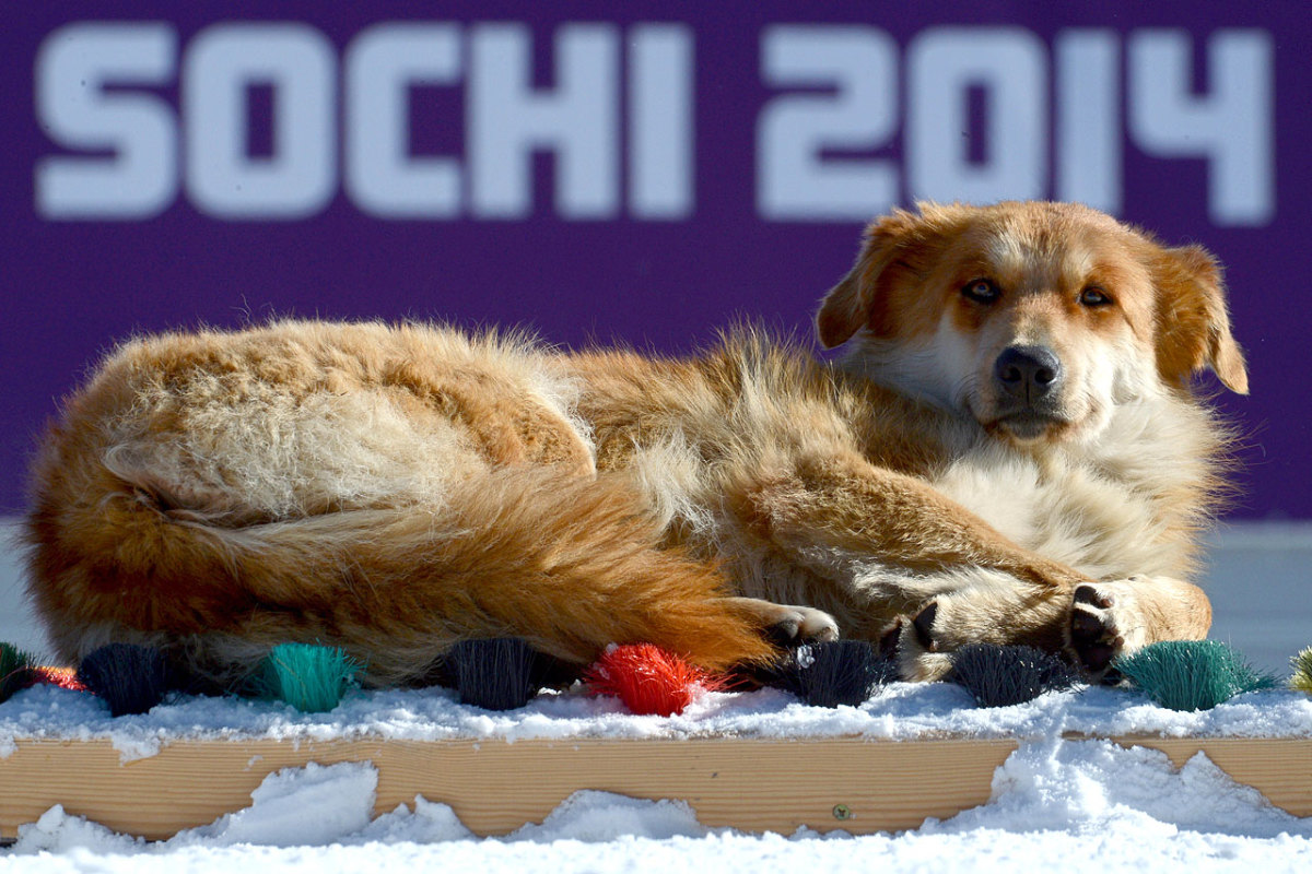 sochi-olympics-stray-dogs-466913723.jpg