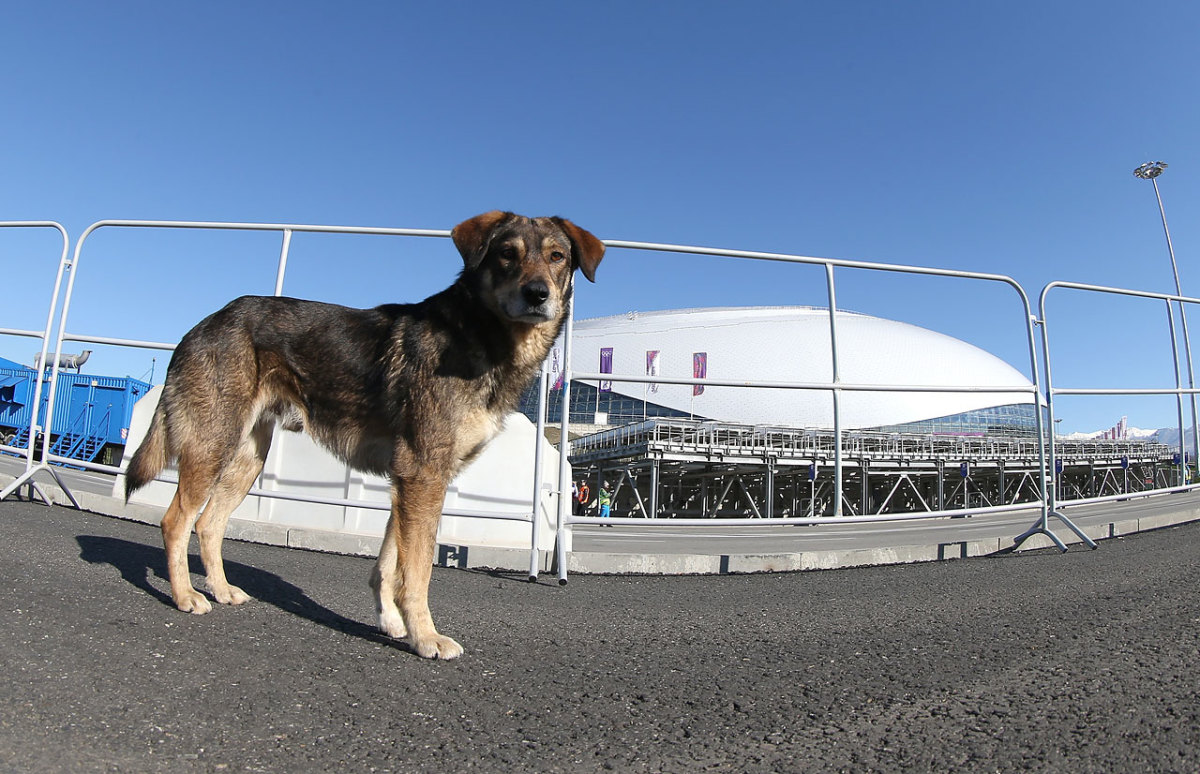 sochi-olympics-stray-dogs-466694457.jpg