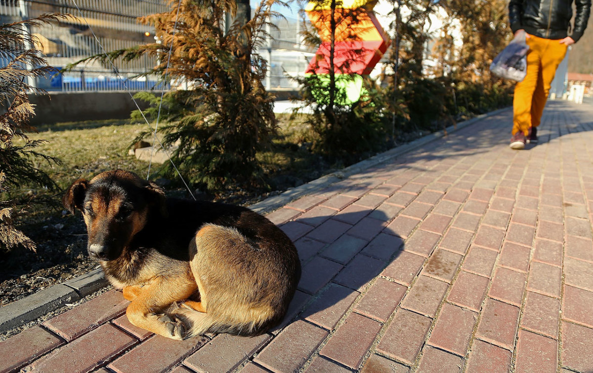 sochi-olympics-stray-dogs-466580489.jpg