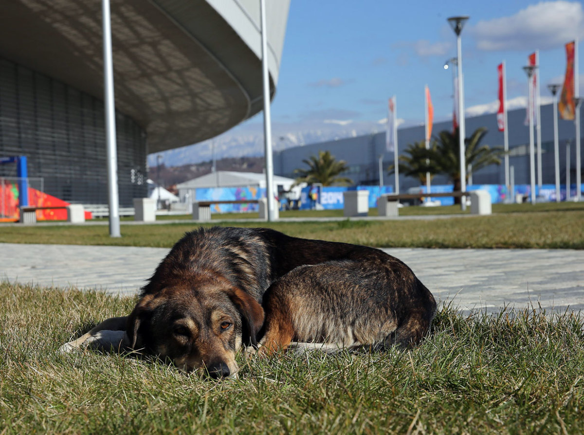 sochi-olympics-stray-dogs-467241769.jpg