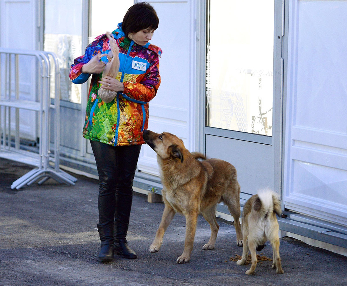 sochi-olympics-stray-dogs-466895519.jpg