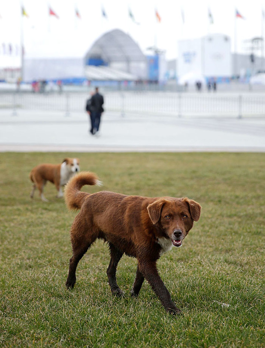 sochi-olympics-stray-dogs-468712181.jpg