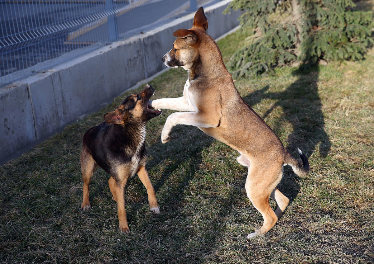 sochi-olympics-stray-dogs-469460025.jpg