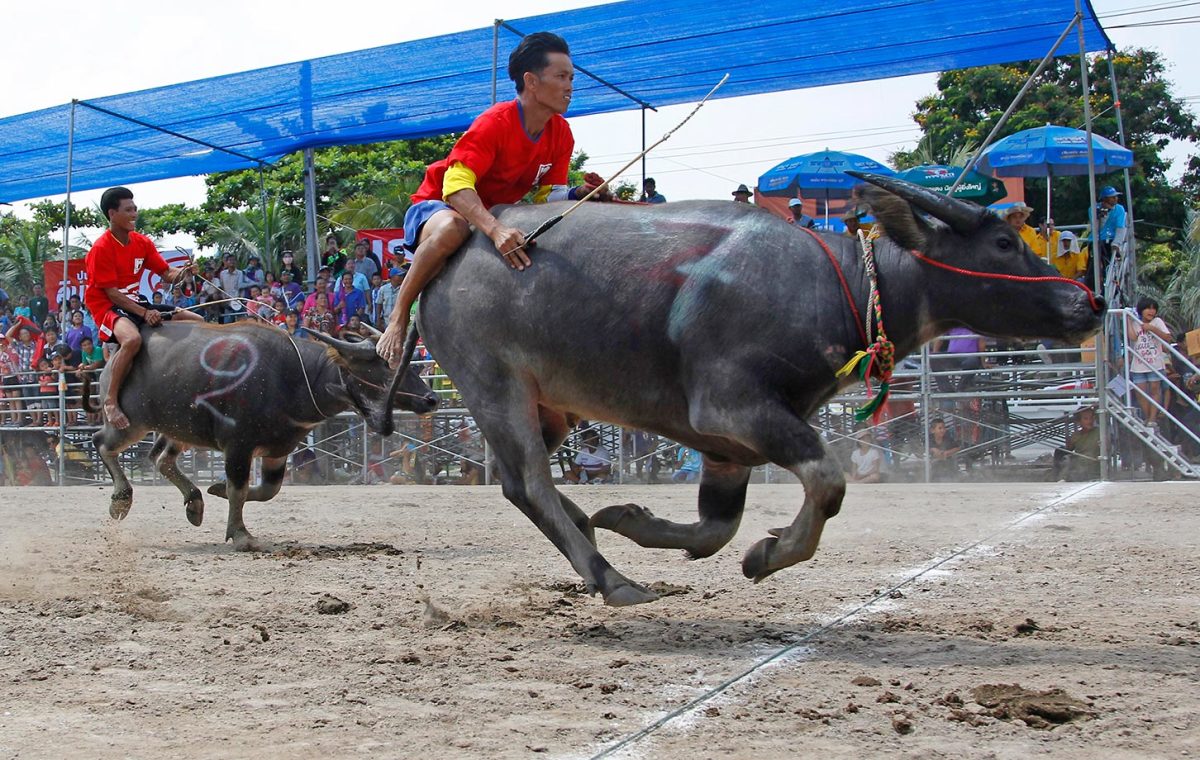 thai-buffalo-race.jpg