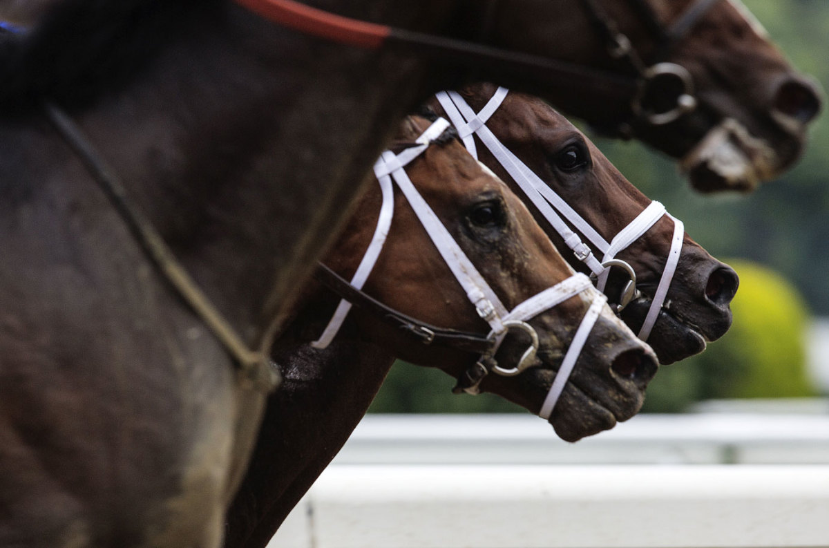 2015-Belmont-Stakes-Macari_Gallery_0006.jpg