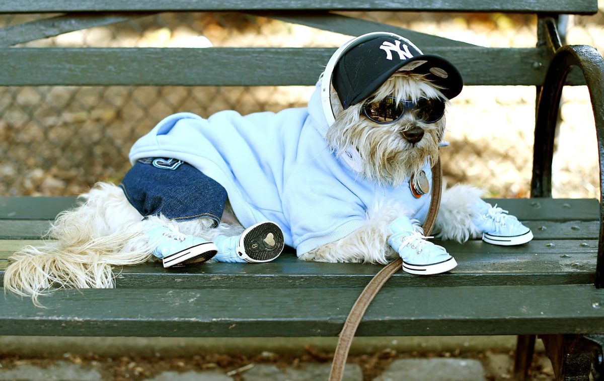 yankees-dog.jpg