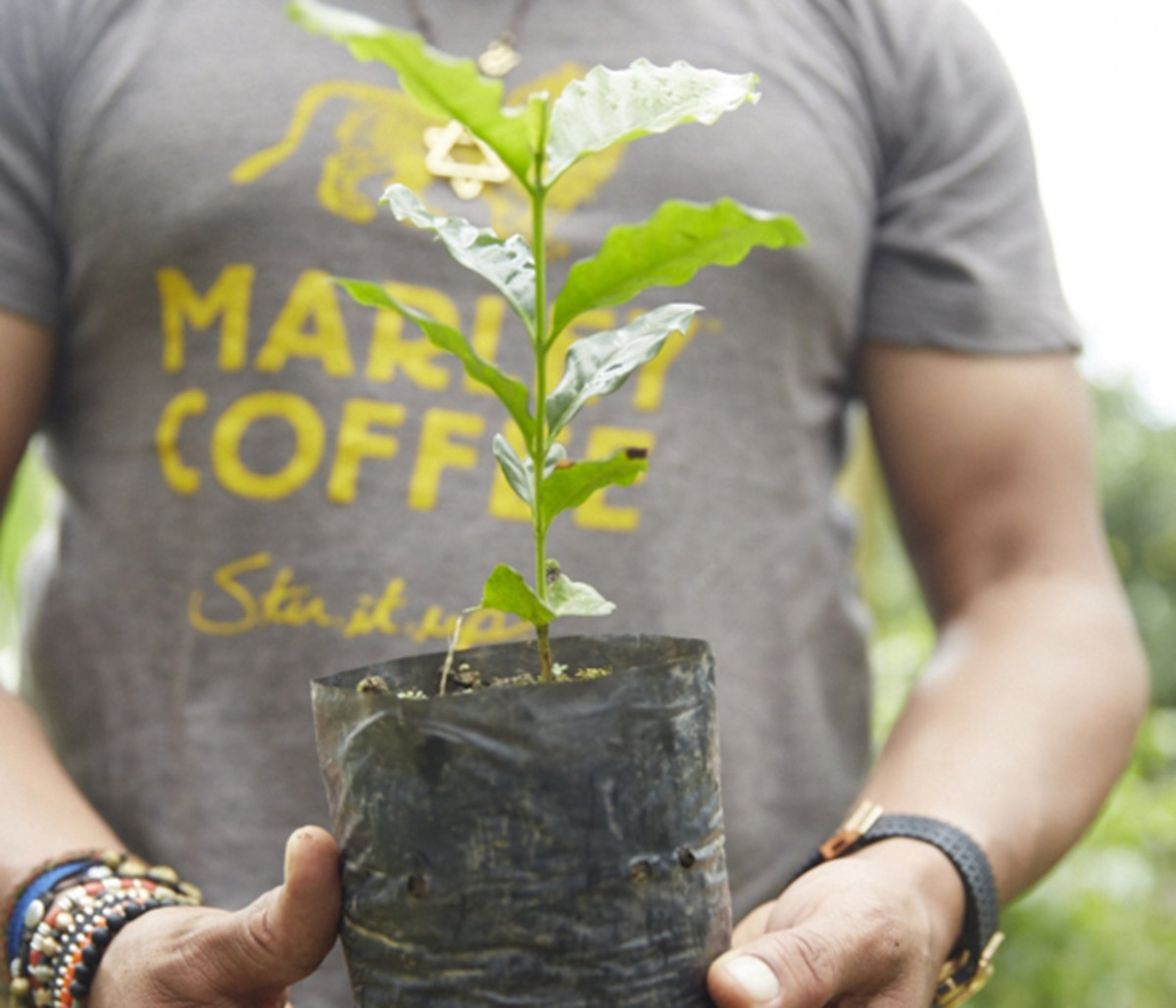 Marley Coffee is a $5.6 million-per-year business that produces artisan-roasted-gourmet coffee.