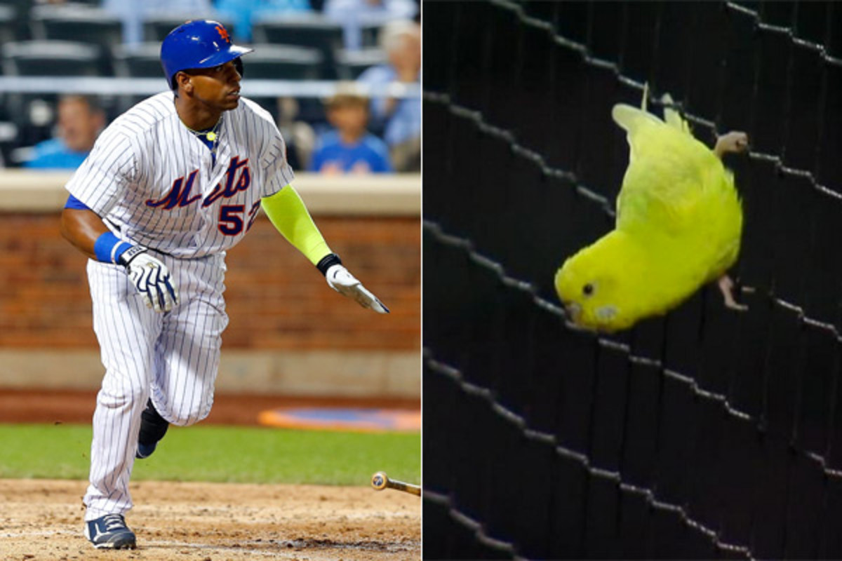 mets-parakeet.jpg